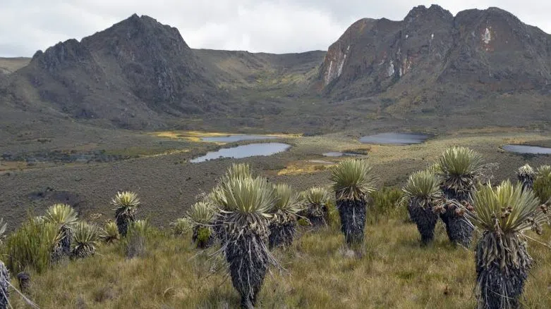 Sacred Treks, Bogota